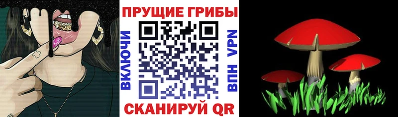 Псилоцибиновые грибы Psilocybine cubensis Усолье